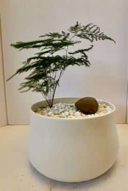 Asparagus Fern in White 9” Ceramic Pot