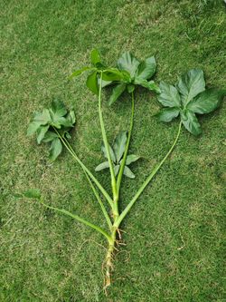 Cuttings plant syngoium arrowhead