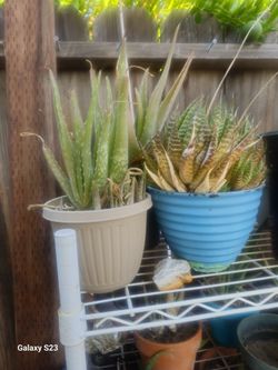 Huge Yard Sale