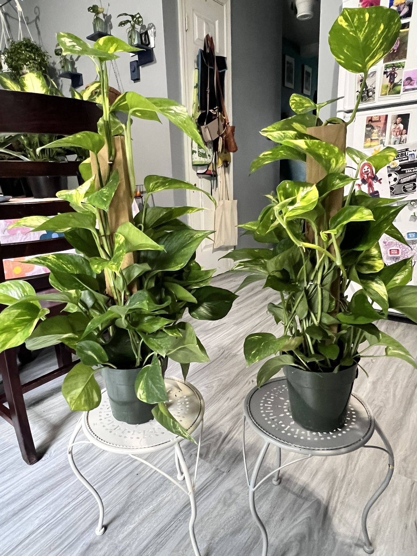 Beautiful Indoor Plants 