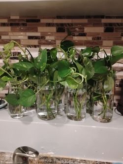 Indoor plants