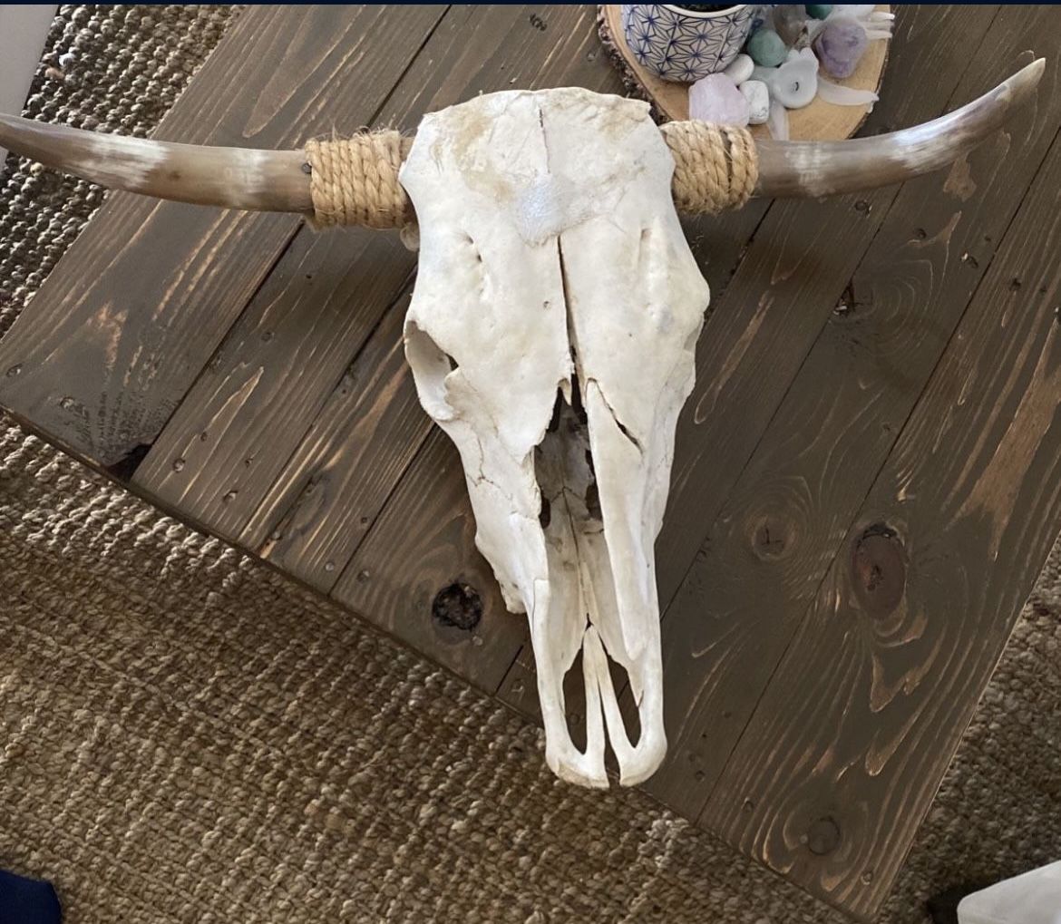 Real Steer skull head (one only) cow horns bull authentic Western Decoration