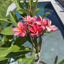 Plumeria Tree