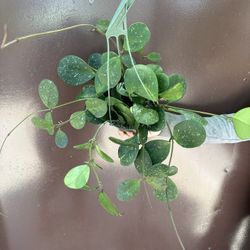 6” Hoya Obovata Splash