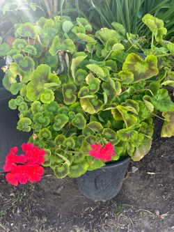 geranium