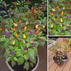 Large plants organic rainbow4 colors edible hot peppers each plant for$6or2 plants for$8or3 plants$9