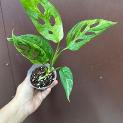 monstera adansonii mint 