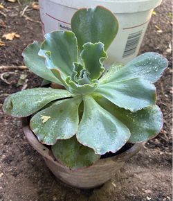 ECHEVERIA Suculenta