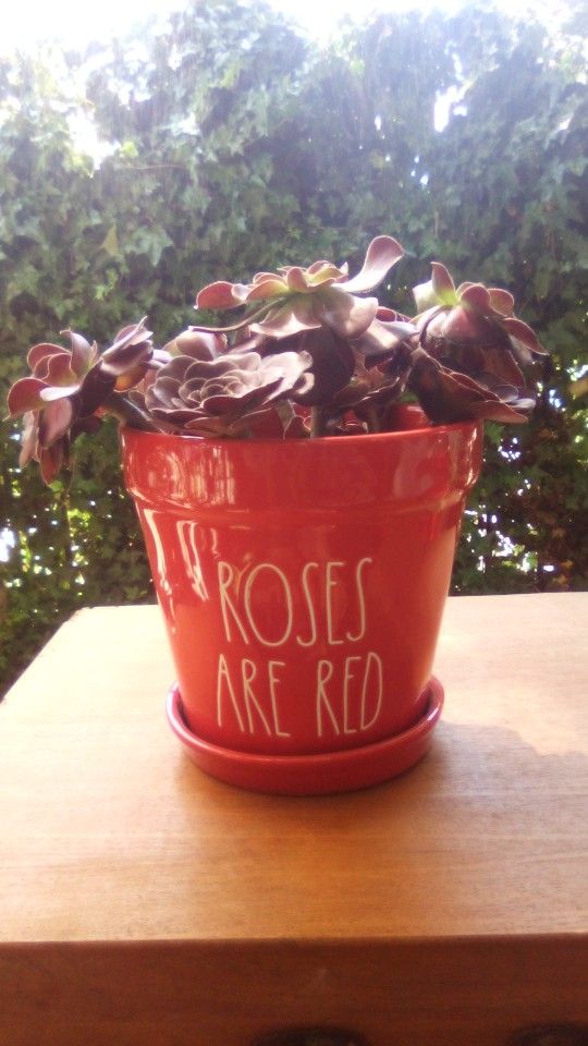 Rae Dun Flower Pot With Plant