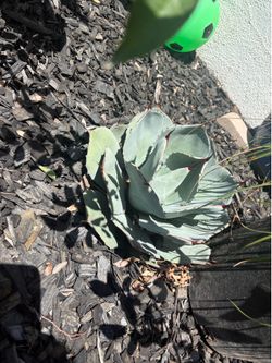 Agaves