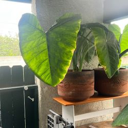 Large Elephant Ear Plant W/ Terra Cotta Pot