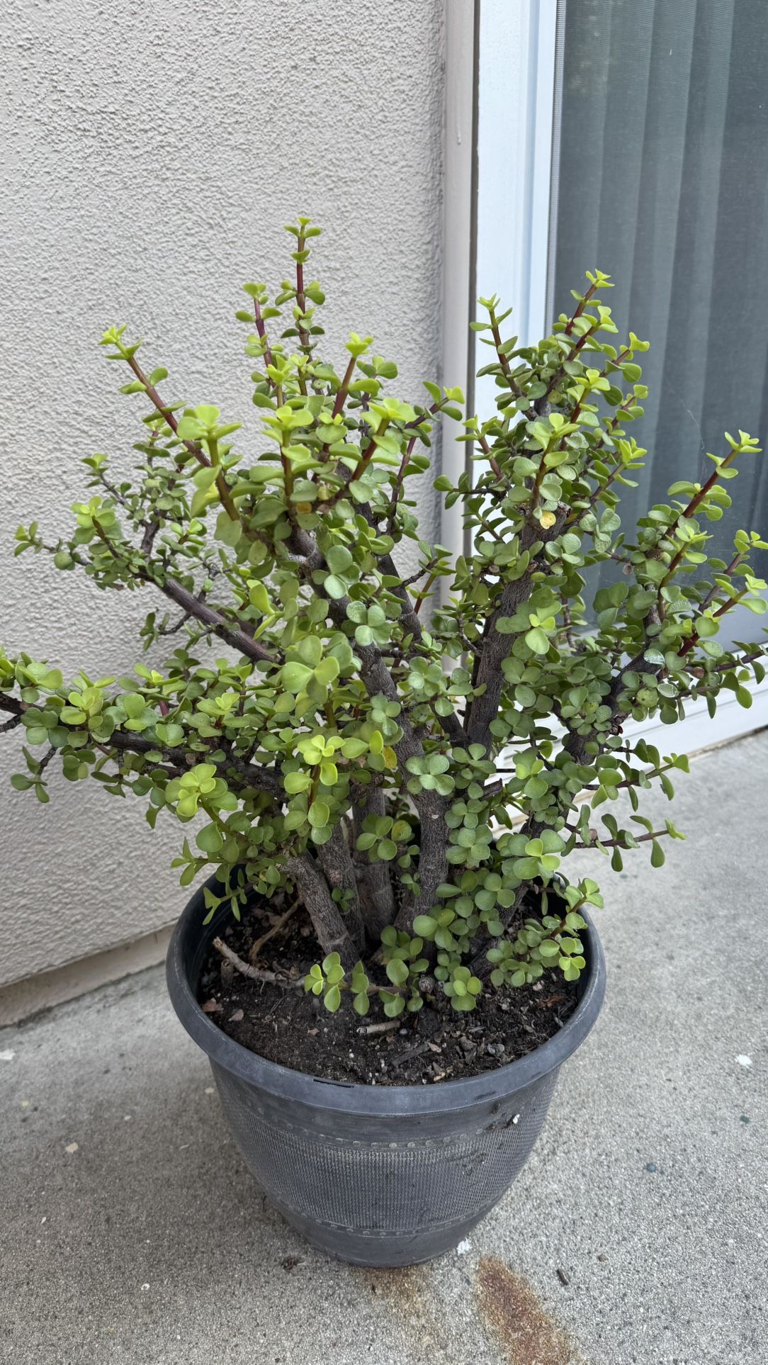 Large Jade Succulent Plant With Pot 48” Healthy