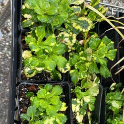 London Pride Saxifragia