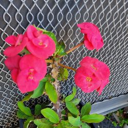 Euphorbia Milli Crown Of Thorns Large Flowers (Hot Pink) Corona De Cristo Flor Grande ( Rosa Fuerte)