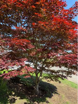 FREE - 10’ x 10 ‘10 yr growth red leaf jap maple tree