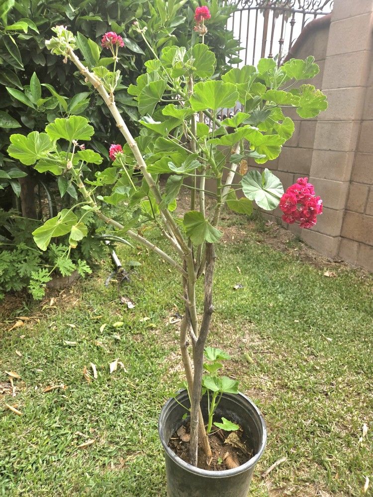 Jeranio Plant
