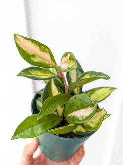 Hoya Carnosa Variegated Krimson Princess Plant 4" Pot - Indoor House Plants