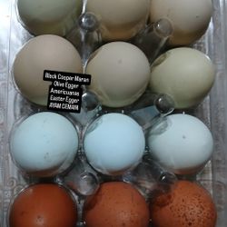Huevo Fertile Fertile Layer Breed Hatching Eggs