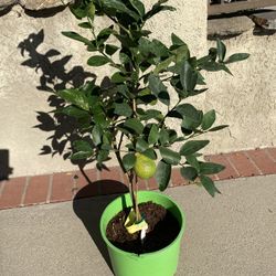 Citrus Bearss Lime Tree Synonyms: Persian Lime, Tahiti Lime, Seedless Lime  * Hardiness: USDA Zones 9-11 (Outdoor), or Conta