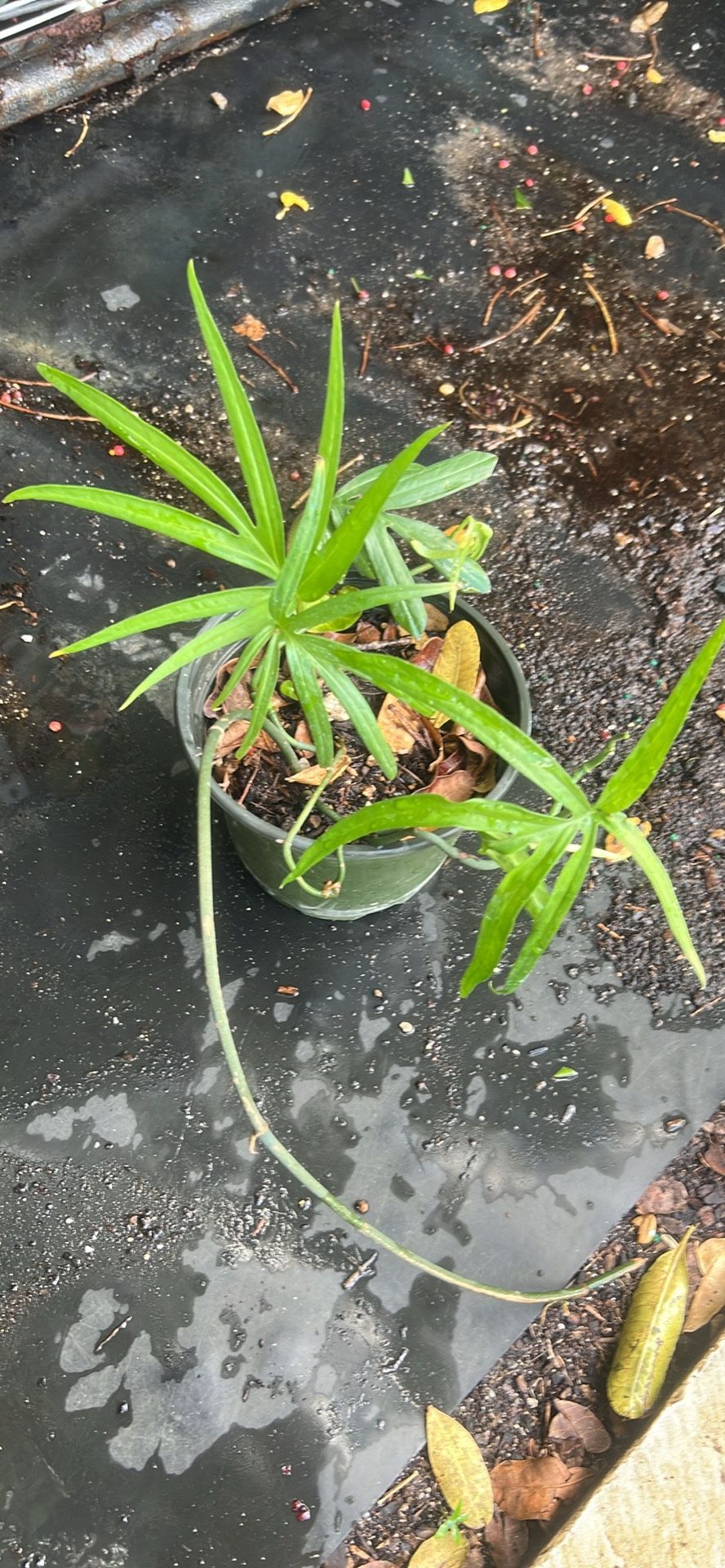 Amydrium Hard To Find Rare Plant
