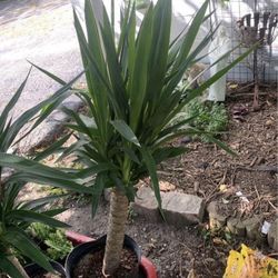 Yuka Tree Plants!! $25 Each!!