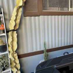 Large Euphorbia Ammak 7 ft Tall Ready For Plant In Your Garden 