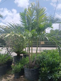 Christmas Palm Trees 25gl $120🌴