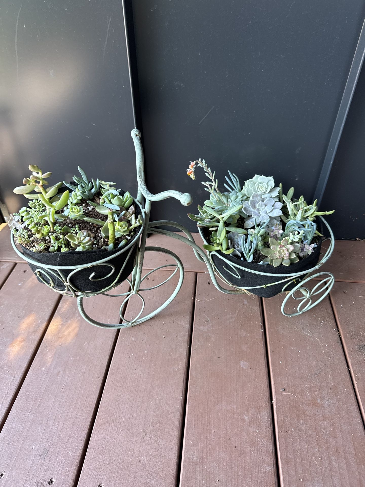 Decorative Bicycle Planter with Succulents