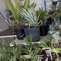 Plants