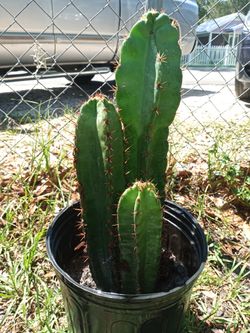 Peruvian cactus 5$ each