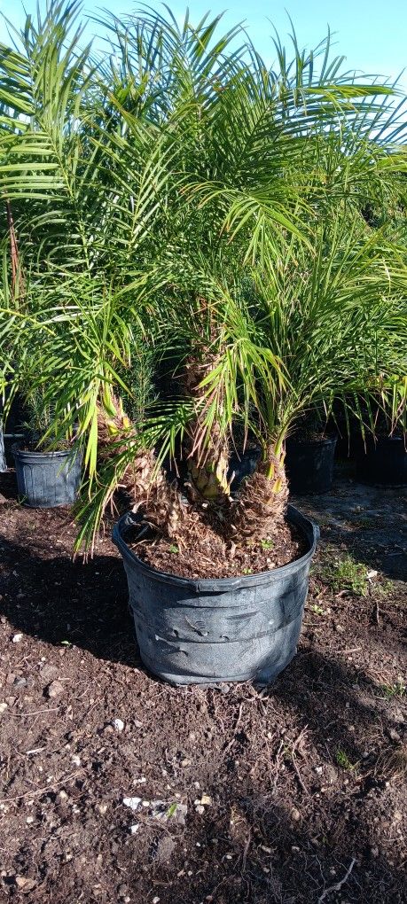 Triple Robellini Palm 25gl $175🌴
