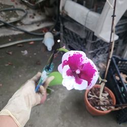 Orchid