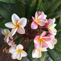 Plumeria Plant