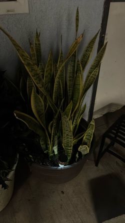 Plants