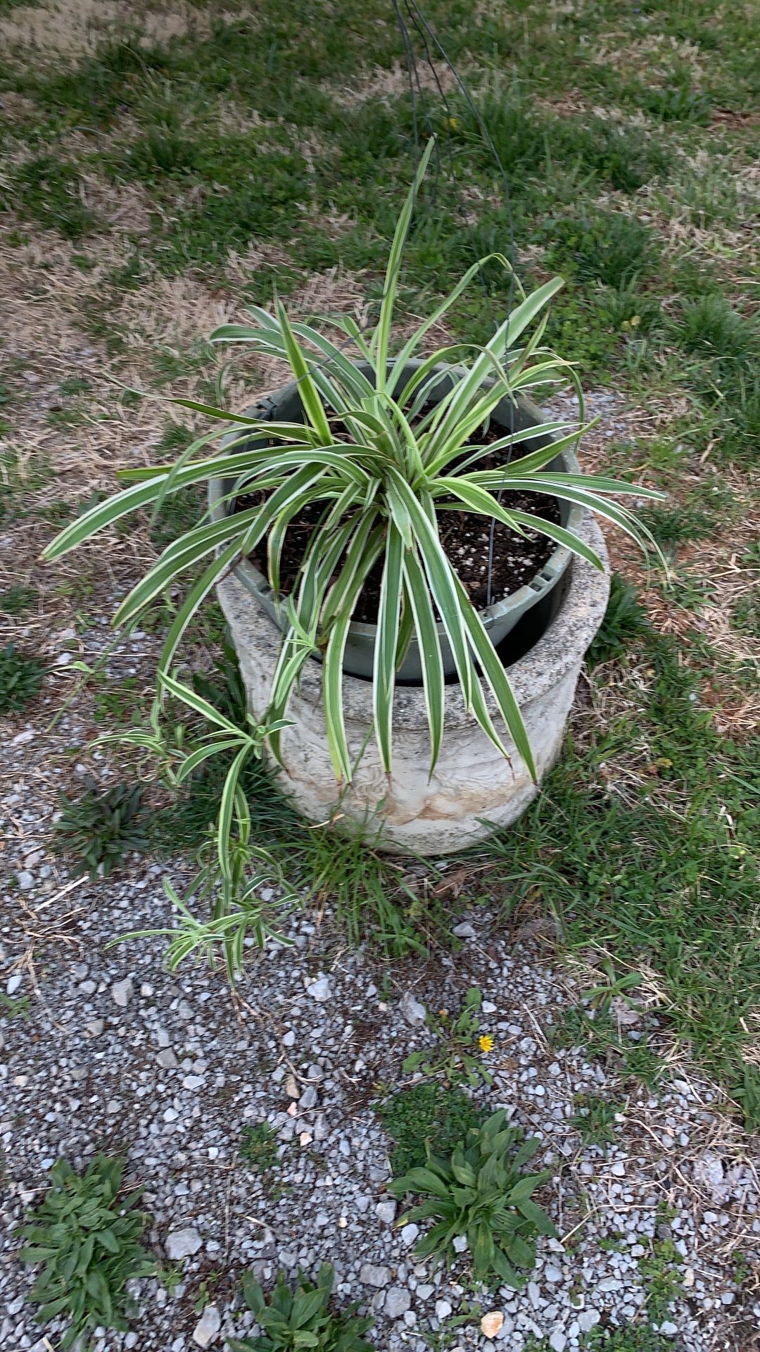 Spider Plant