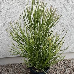 Live Plant