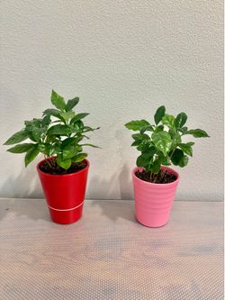 Coffee plants