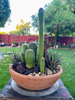Cactus terranium