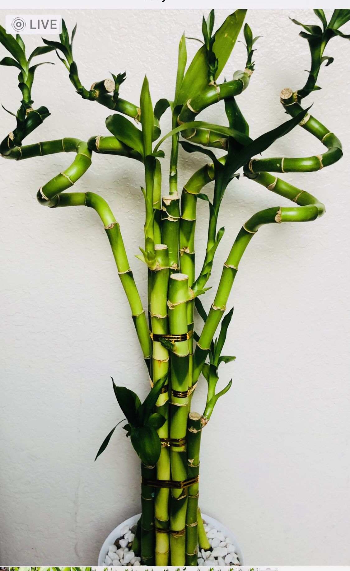 Lucky Bamboo Live Plant Indoor With White Ceramic Vase 28”tall