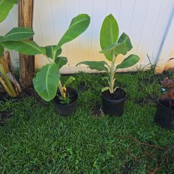 Dwarf Plantain Plant With FREE Cranberry Hibiscus Cuttings