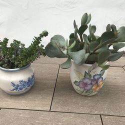 A lovely pot of string of button & flap Jack succulents 