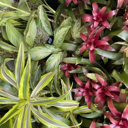 Huge house plant sale! Tropical Low maintenance beautiful flowering and foliage 
