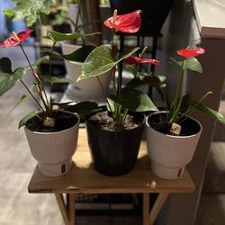 Red Anthurium Plants 