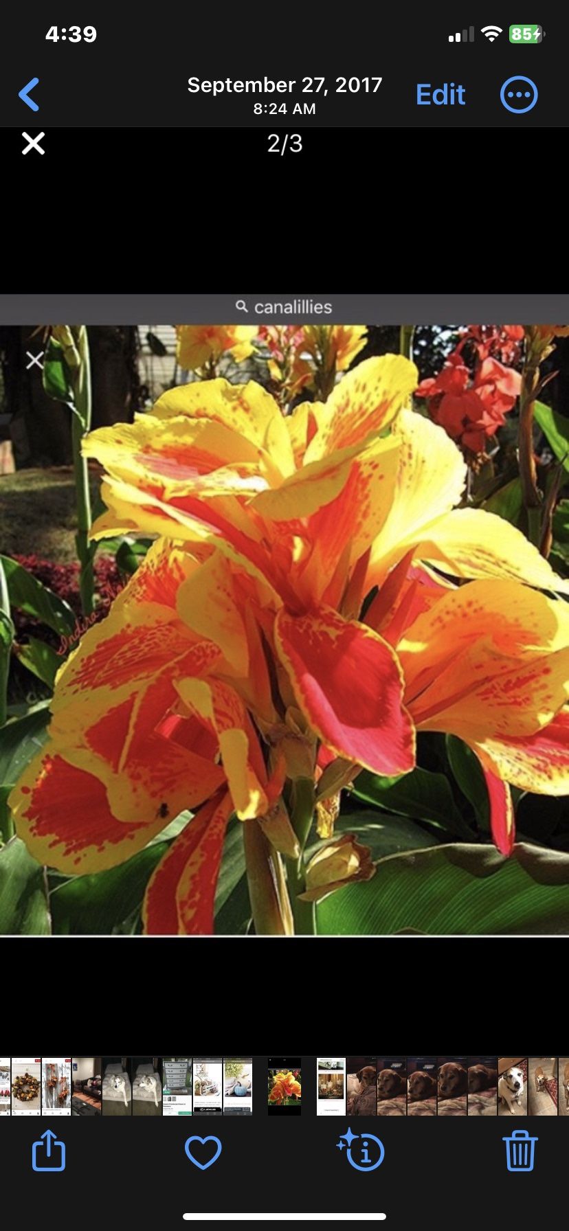 Beautiful Canna Lillies Starter Plants