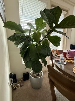 Large Fiddle Leaf Fig Tree