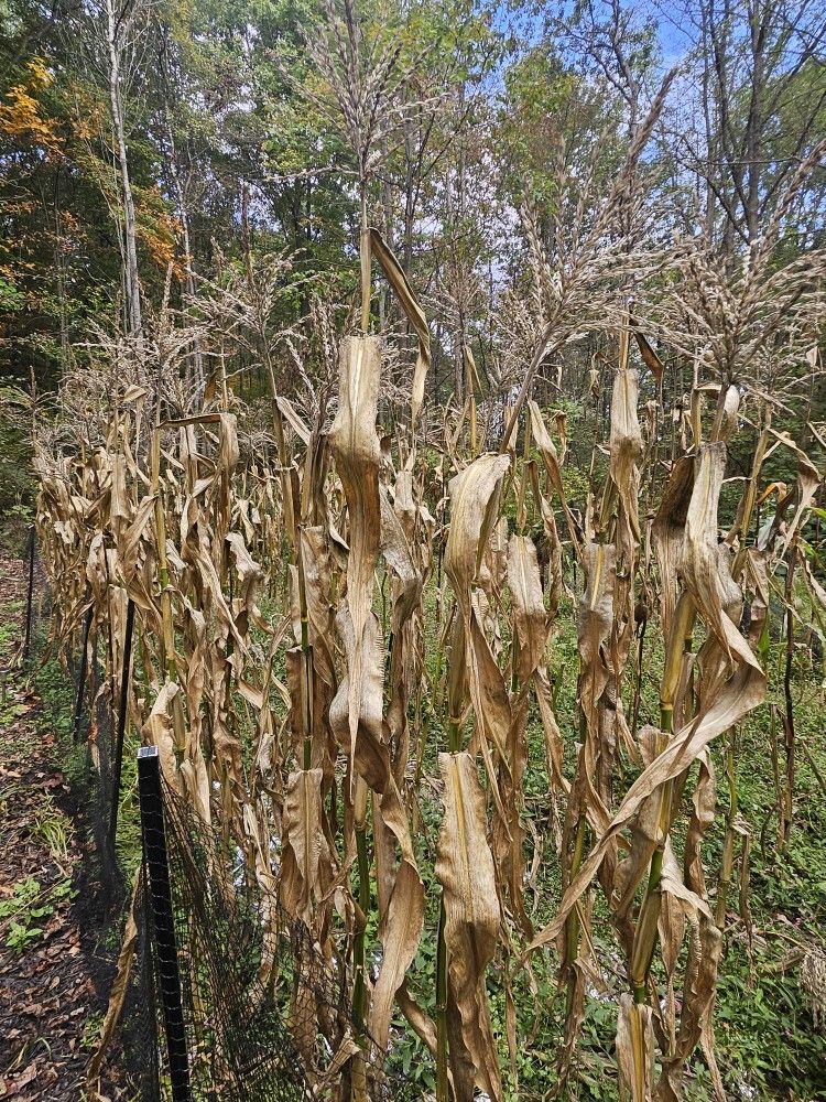 Corn Stalks (Halloween Decorations)