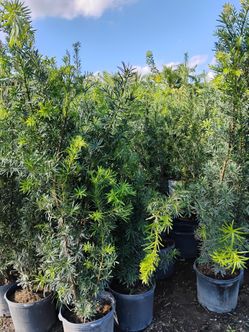 Podocarpus privacy hedges on sale now $45