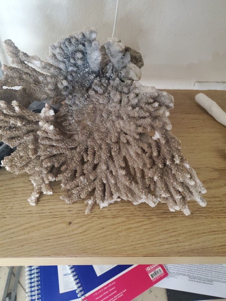 Coral For Fish Tanks