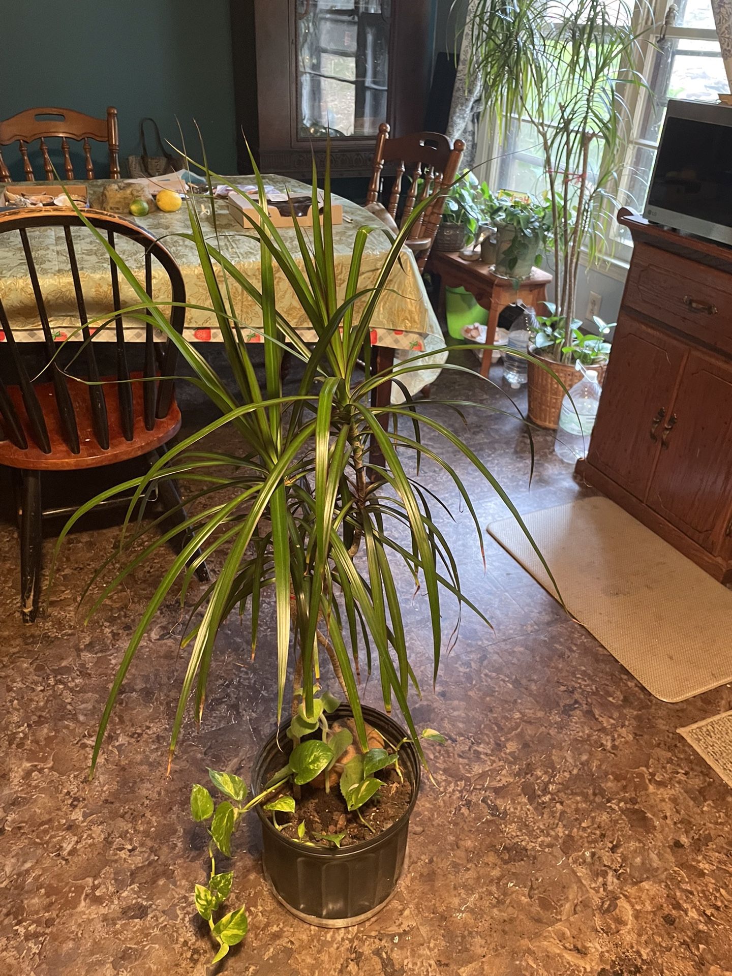 House Plant