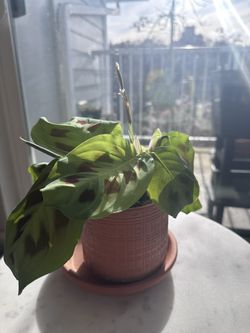 Maranta/Calethea leuconeura - prayer plant